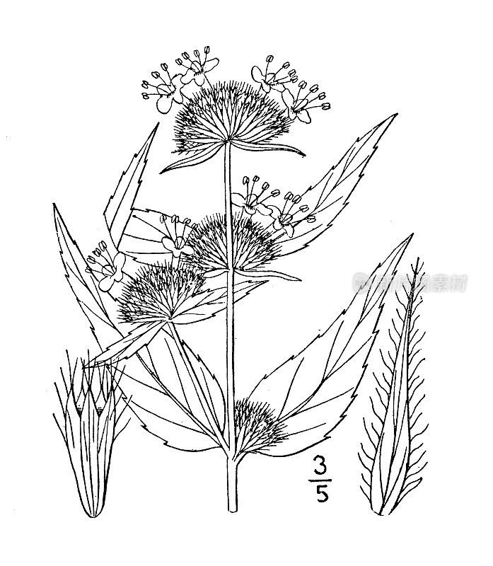 古植物学植物插图:柯ellia montana，薄叶山薄荷